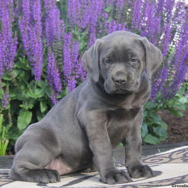 merle cane Corso