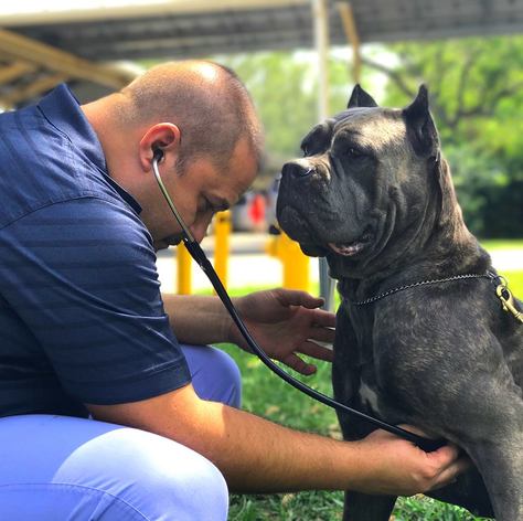King Corso Cane Corso dog