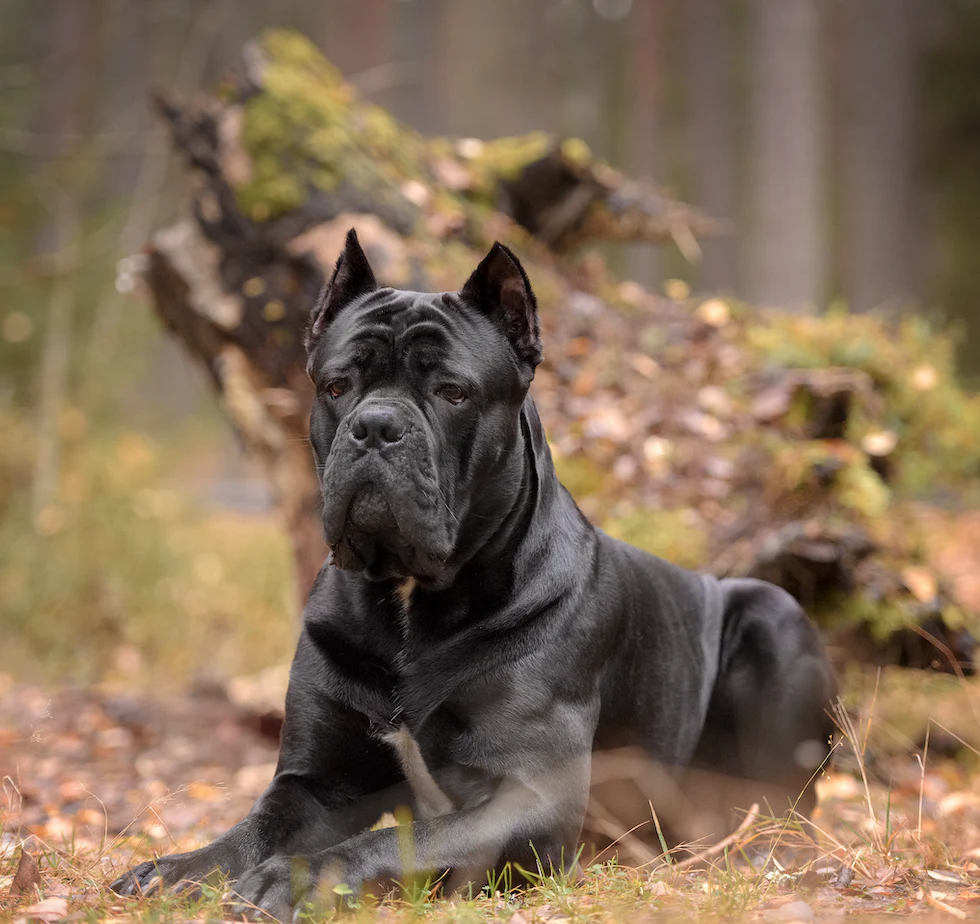 Premium Cane Corso dog