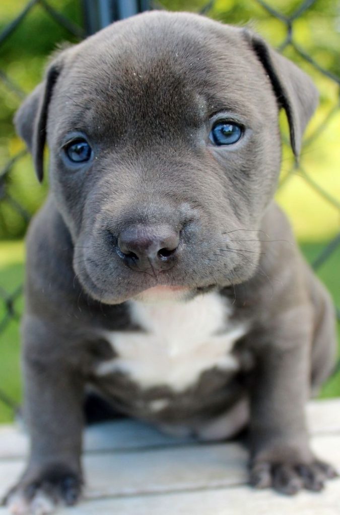 Maverick Cane Corso puppy