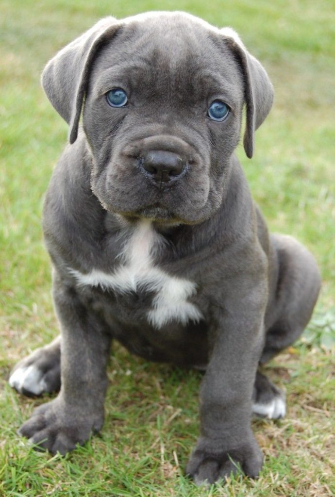 Cooper Cane Corso puppy