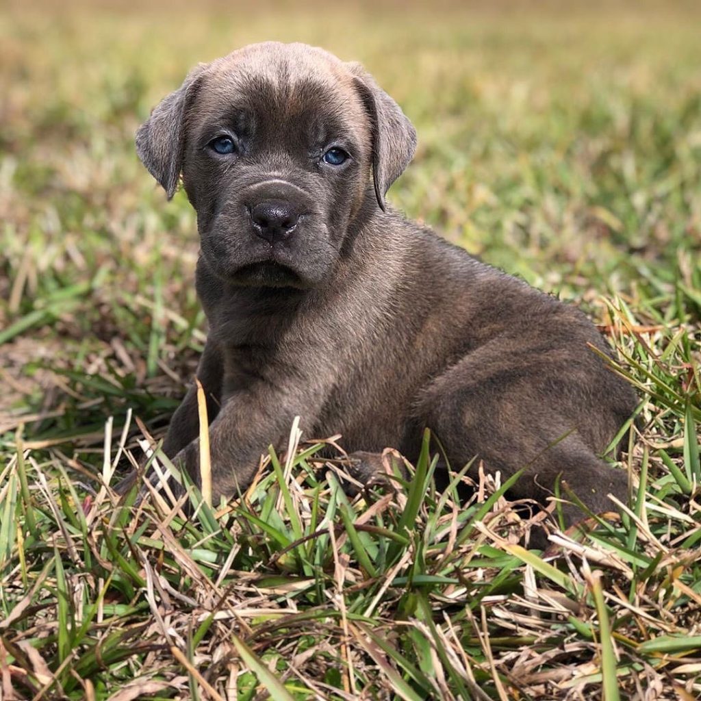 Nala Cane Corso puppy