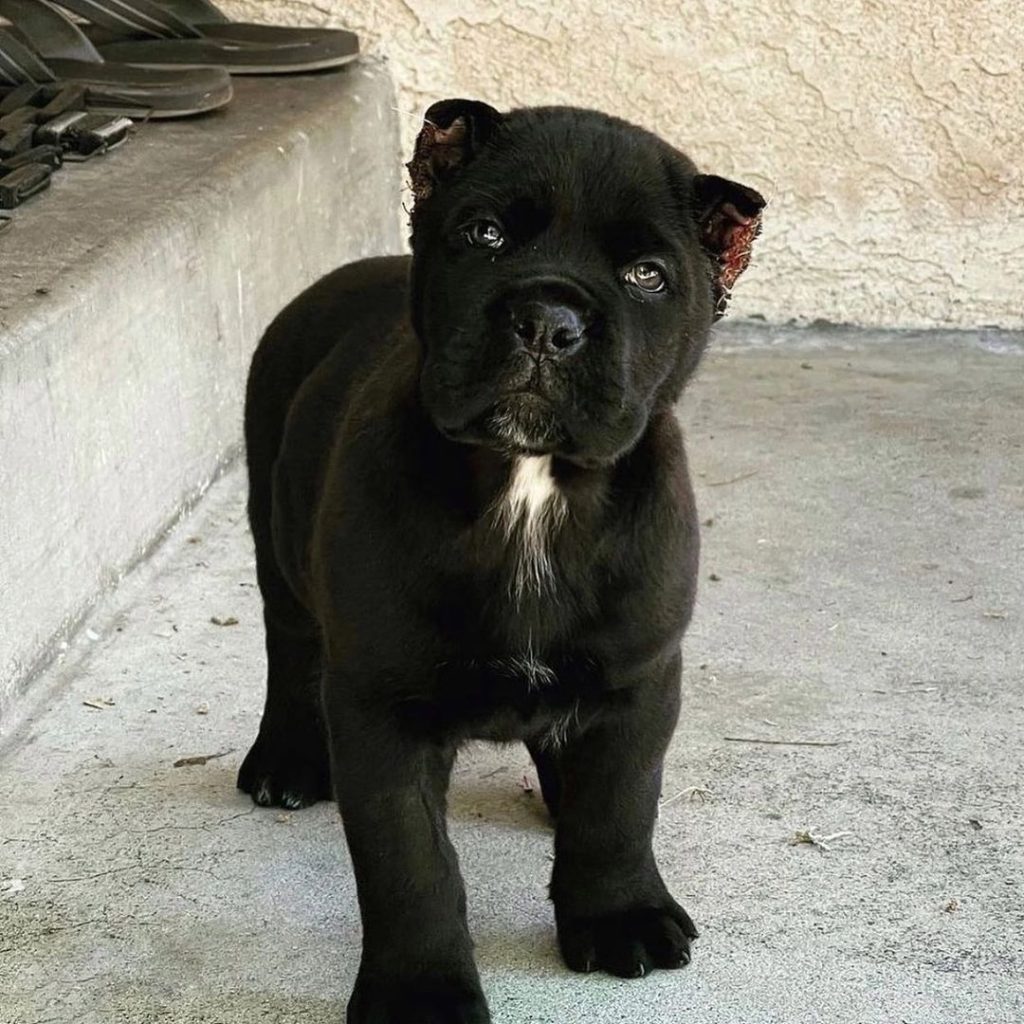 cane corso adoption/cane corso puppies for sale in nj