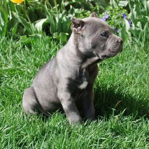 Goliath