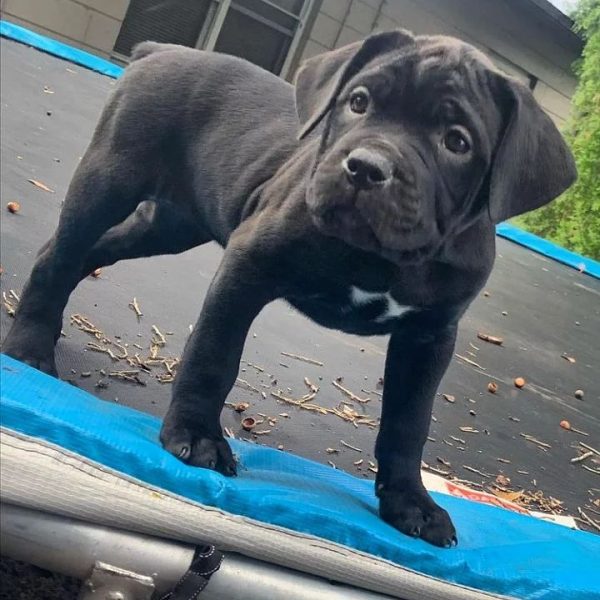 Angus