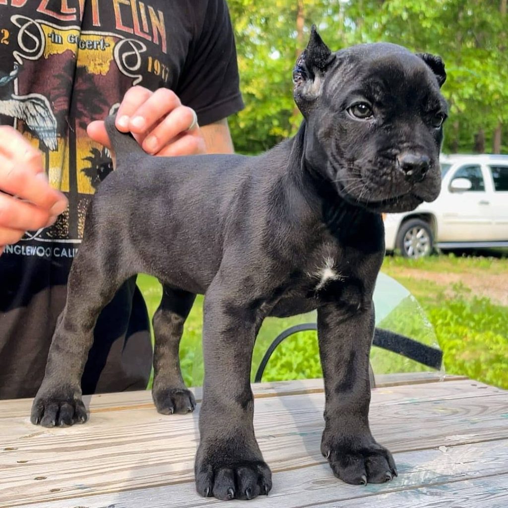 Luna Cane Corso puppy