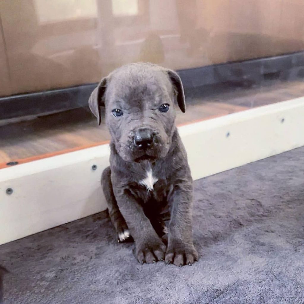Kane Cane Corso puppy profile