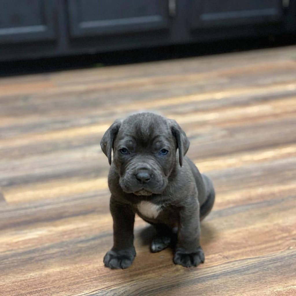 Thor Cane Corso puppy