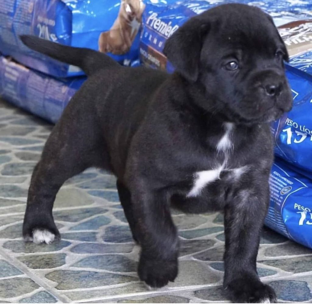 Puppy Cane Corso puppy