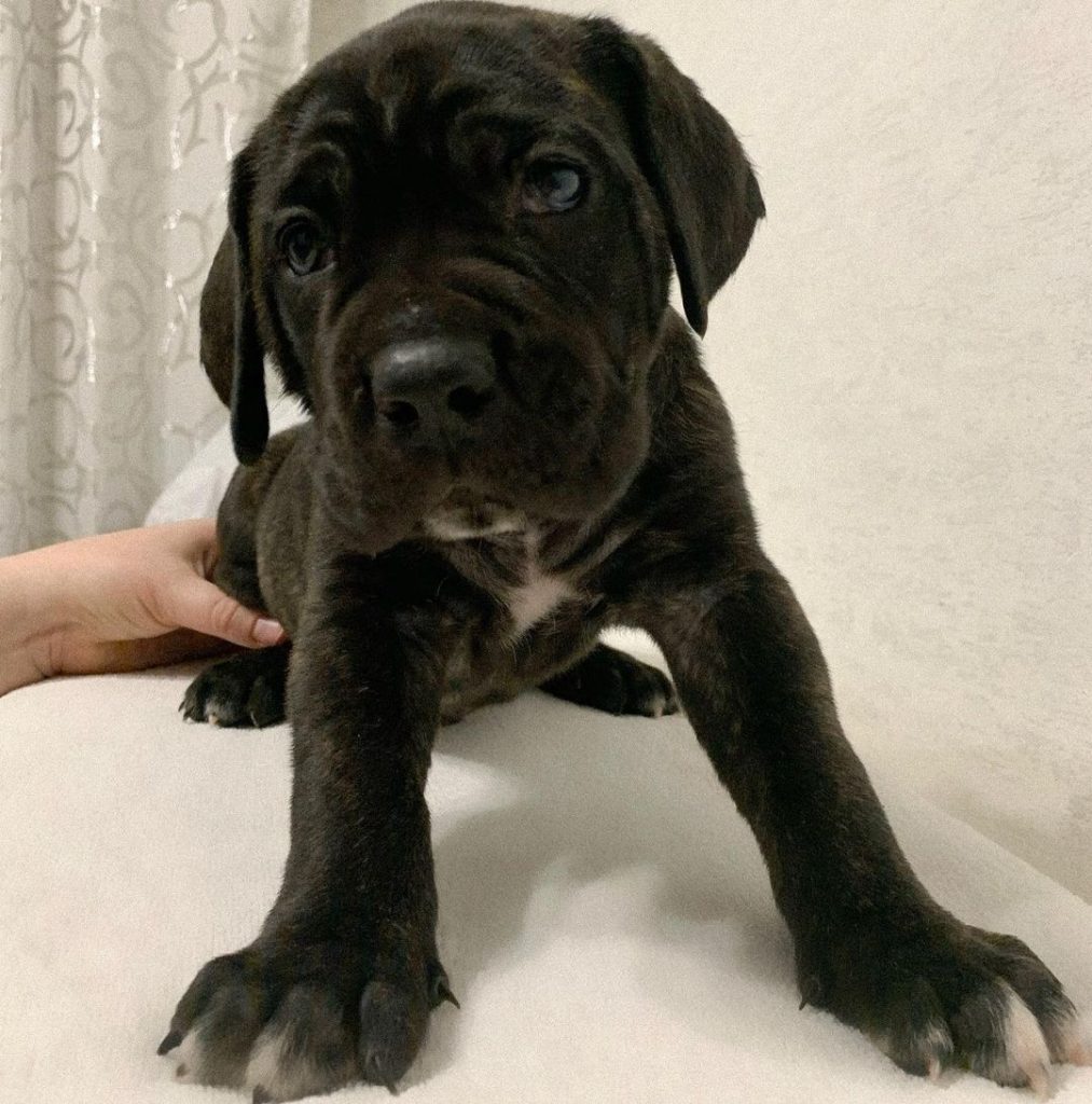 Daisy Cane Corso puppy