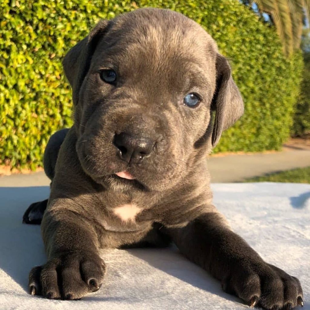 Toby Cane Corso puppy