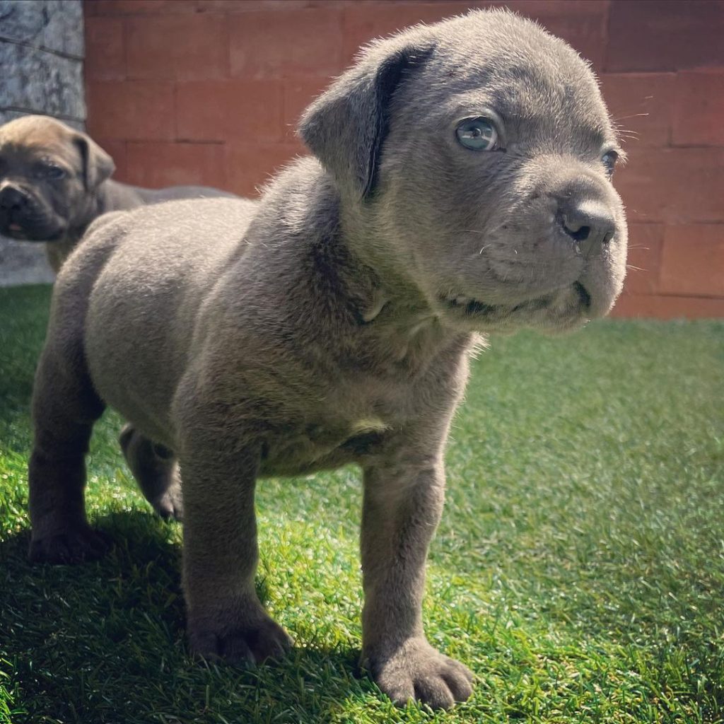 Brinley Cane Corso puppy