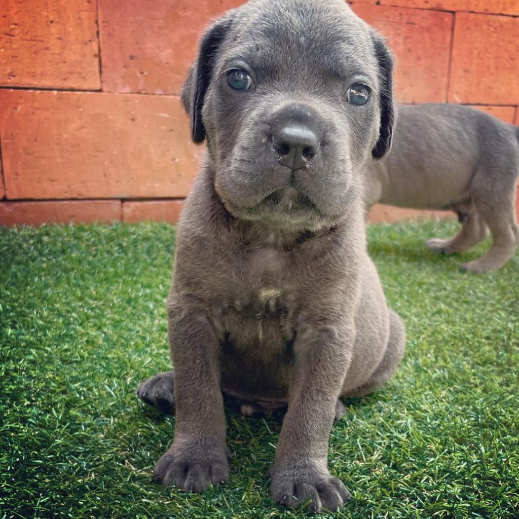 Andre Cane Corso puppy
