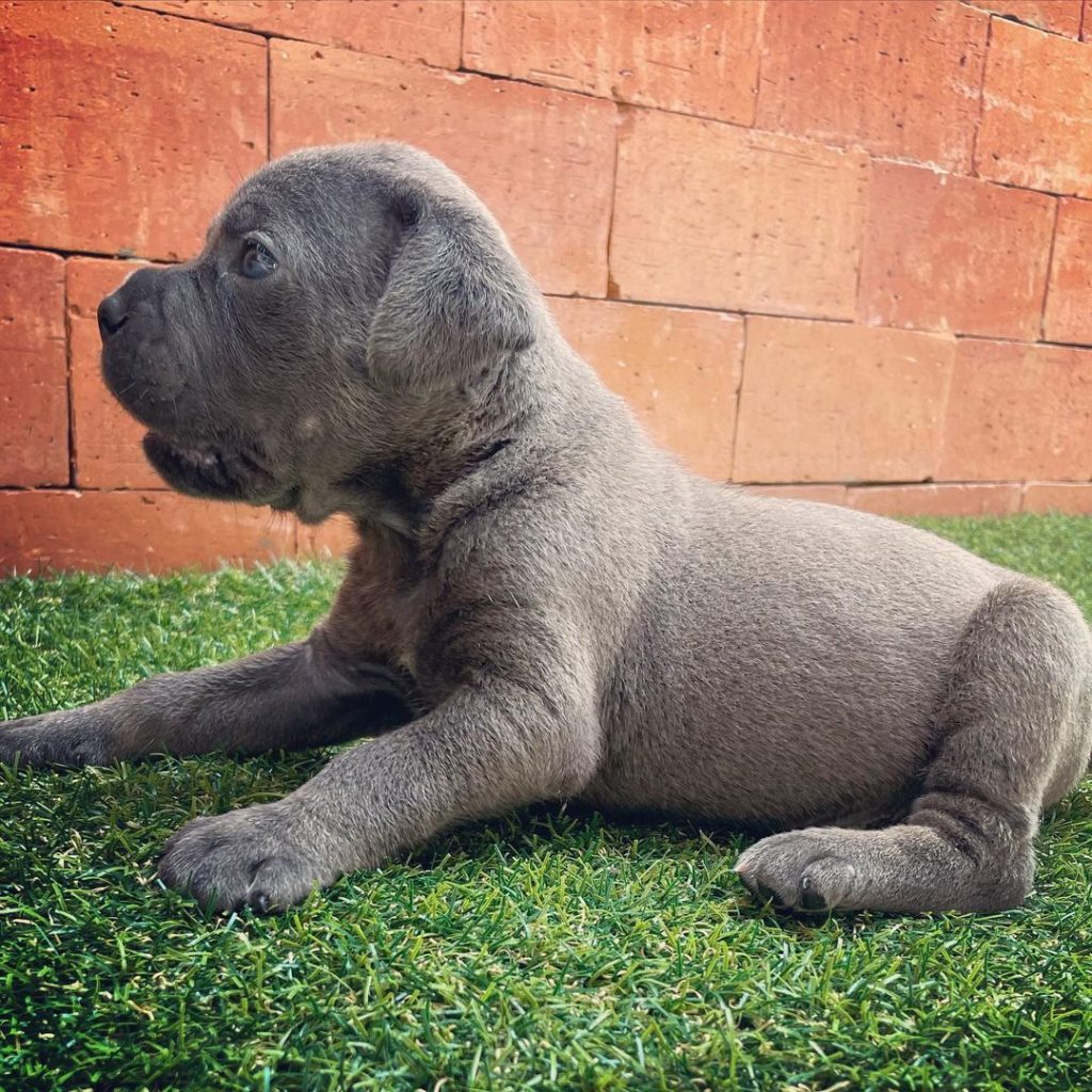Harper Cane Corso puppy