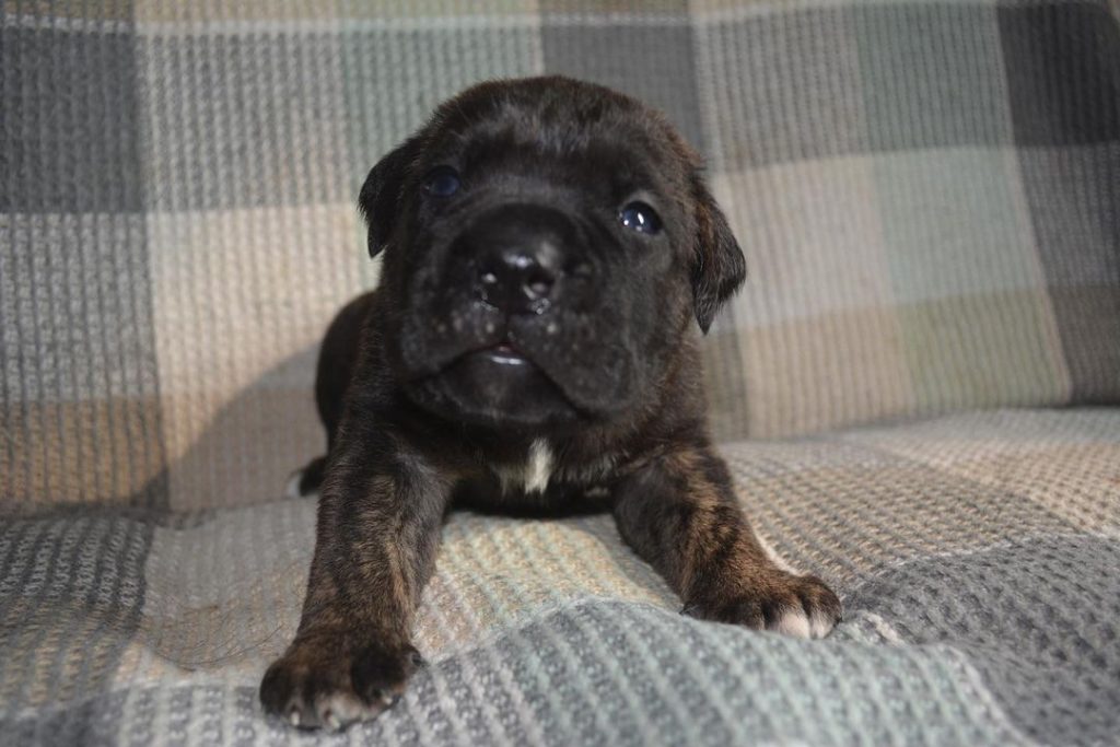 Atlas Cane Corso puppy