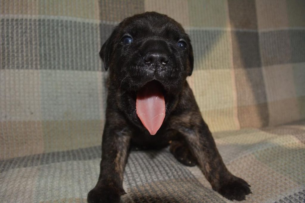 Asher Cane Corso puppy
