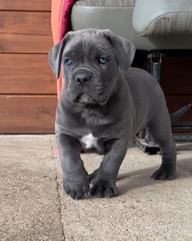 Dolly Cane Corso puppy