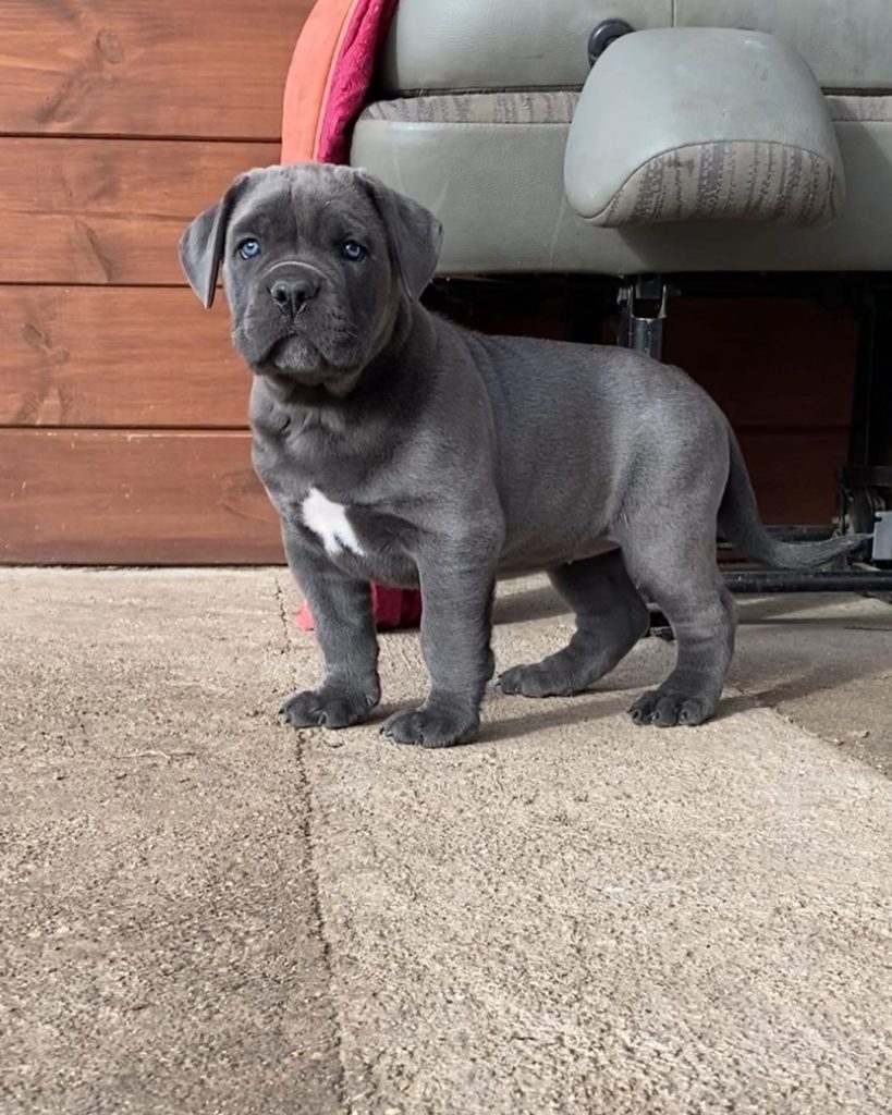 Alma Cane Corso puppy