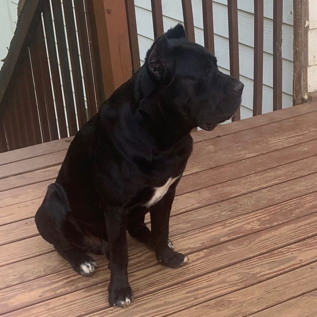 Purple Cane Corso puppy