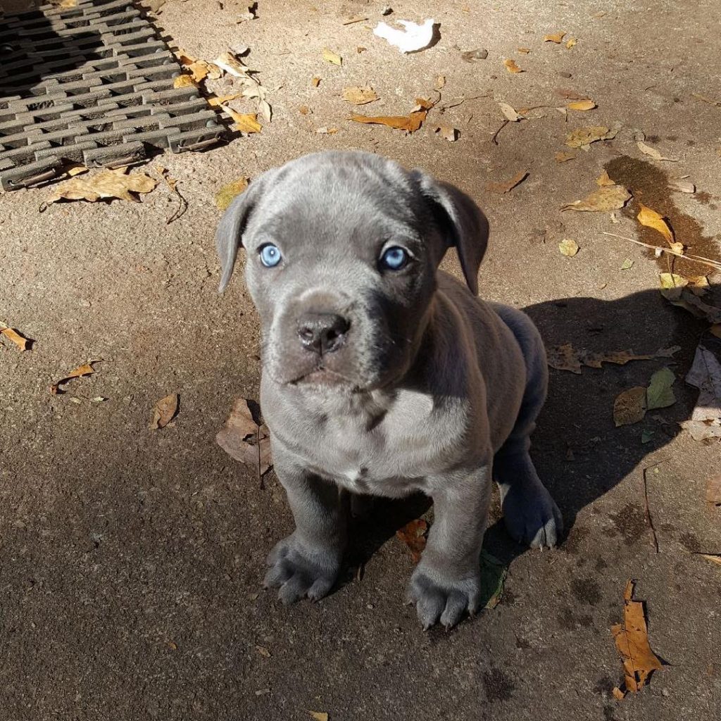 Amaya Cane Corso puppy