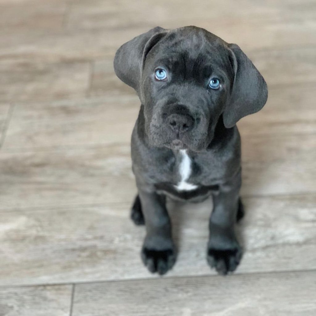 Freya Cane Corso puppy