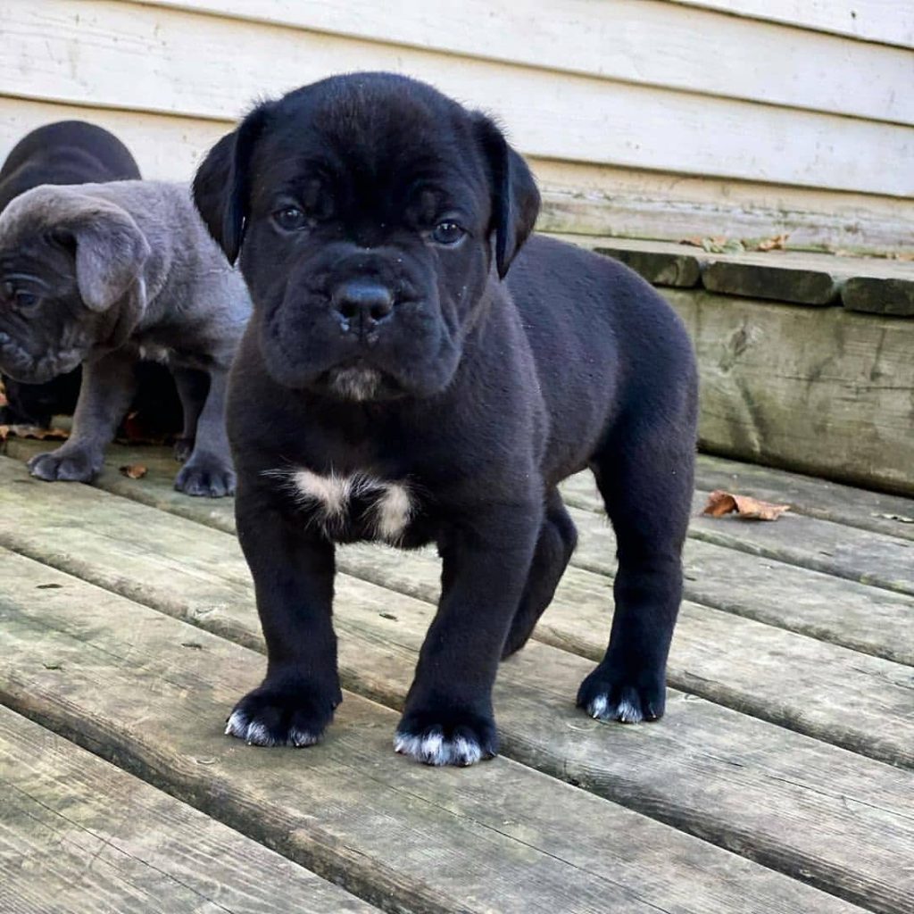 Dante Cane Corso puppy
