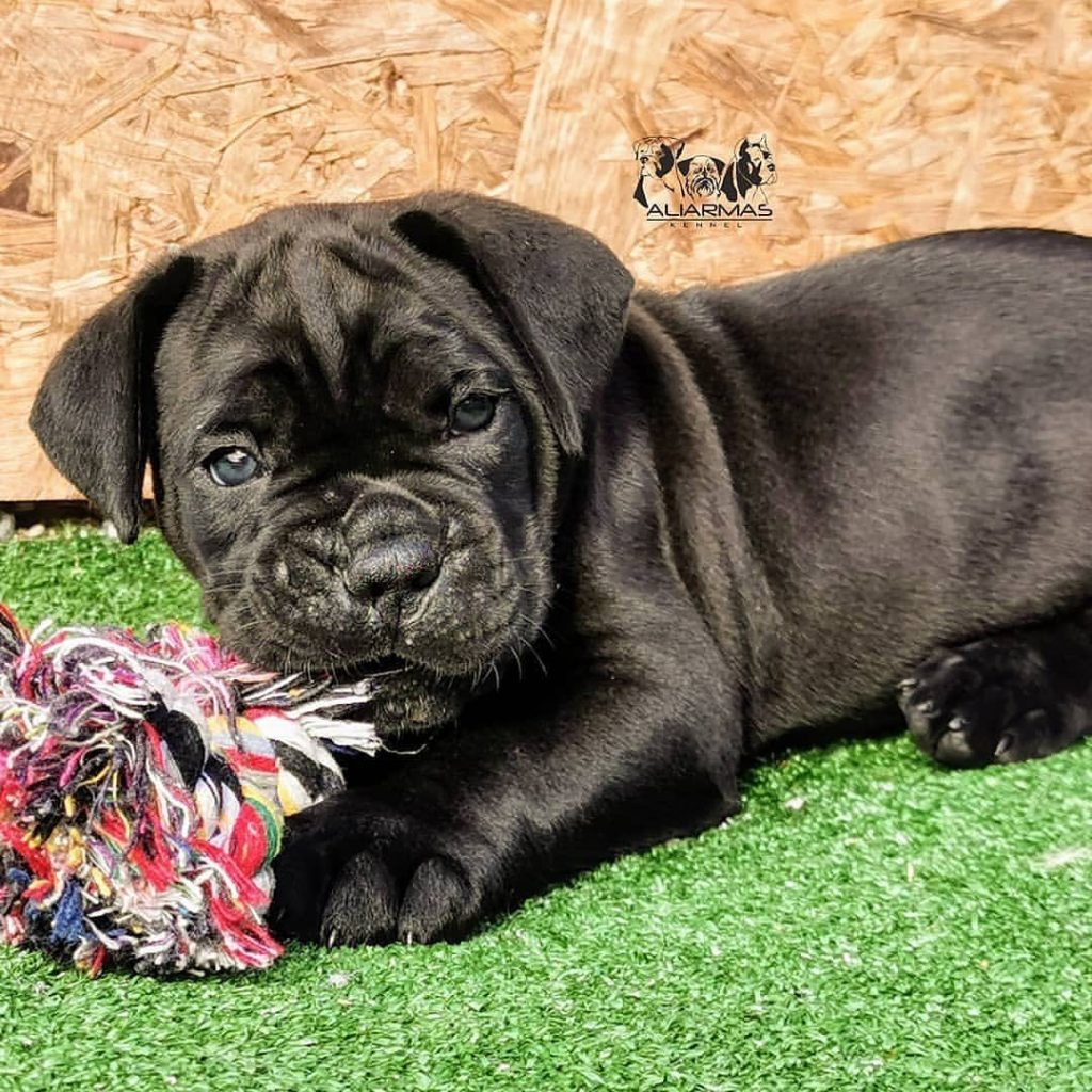 Jax Cane Corso puppy available at King Corso
