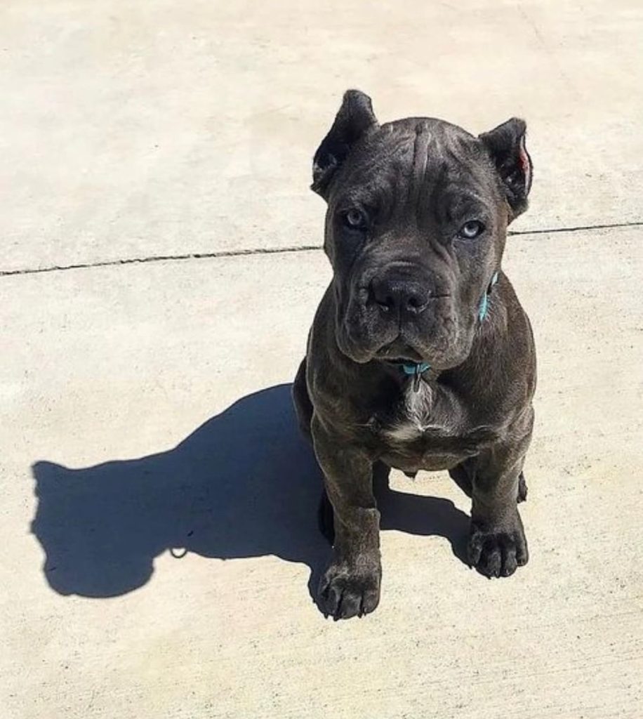 Donnie Cane Corso puppy