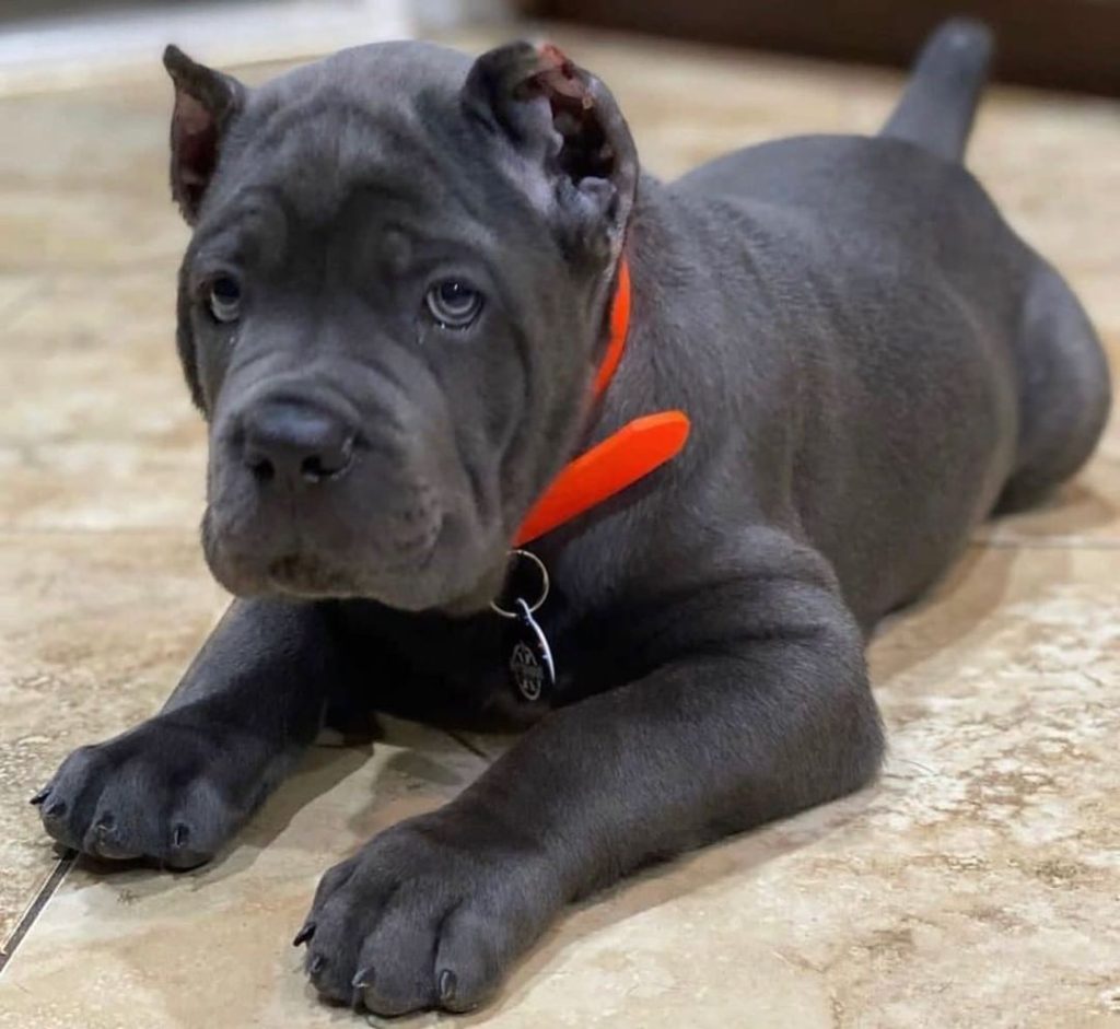 Hawk Cane Corso puppy
